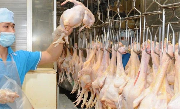 Le Vietnam exportera chaque mois environ 1 000 tonnes de poulet vers les pays musulmans ảnh 1 Le Vietnam exportera chaque mois environ 1 000 tonnes de poulet vers les pays musulmans ảnh 1