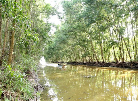 Des programmes touristiques séduisants à Cà Mau ảnh 1