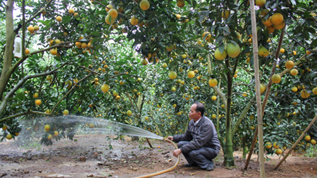 Bac Giang : le district de Luc Ngan veut augmenter les exportations d'agrumes ảnh 1 Bac Giang : le district de Luc Ngan veut augmenter les exportations d'agrumes ảnh 1