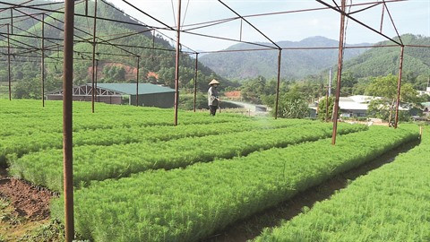 Quang Ninh œuvre pour la biodiversité ảnh 1 Quang Ninh œuvre pour la biodiversité ảnh 1
