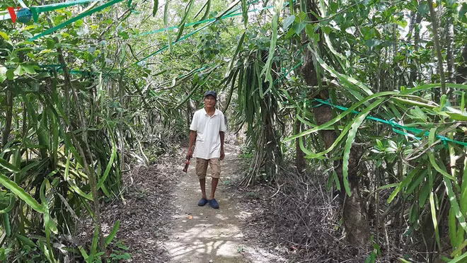 Fruit du dragon et palétuvier, une association heureuse ảnh 3