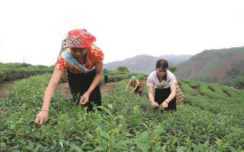 À Thanh Hoa, l’agroforesterie pour lutter contre la pauvreté ảnh 1 À Thanh Hoa, l’agroforesterie pour lutter contre la pauvreté ảnh 1