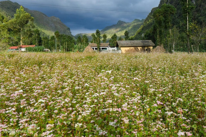 À Hà Giang, les touristes redécouvrent la joie des sarrasins en fleurs ảnh 2 À Hà Giang, les touristes redécouvrent la joie des sarrasins en fleurs ảnh 2