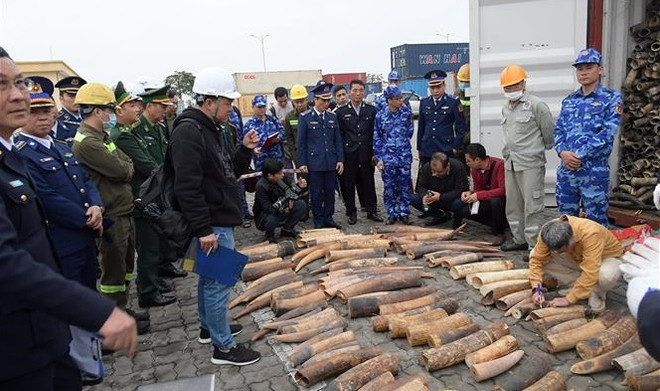 Près d’une demi-tonne d’ivoire saisie au port international de Lach Huyên ảnh 2 Près d’une demi-tonne d’ivoire saisie au port international de Lach Huyên ảnh 2