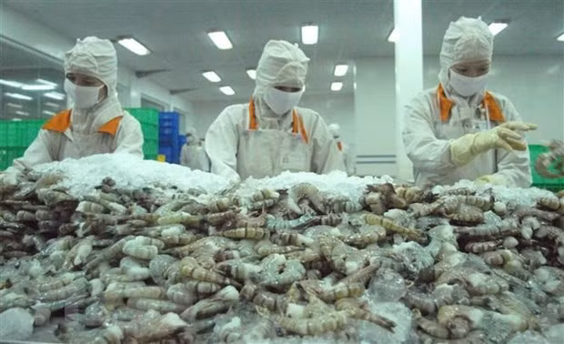 Bac Lieu vise un milliard de dollars d'exportations de crevettes ảnh 1