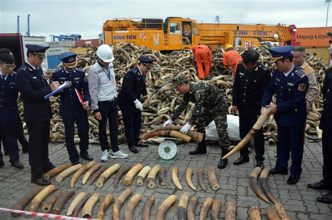 Hai Phong: les organes compétents saisissent 125 kg d’ivoire ảnh 1 Hai Phong: les organes compétents saisissent 125 kg d’ivoire ảnh 1