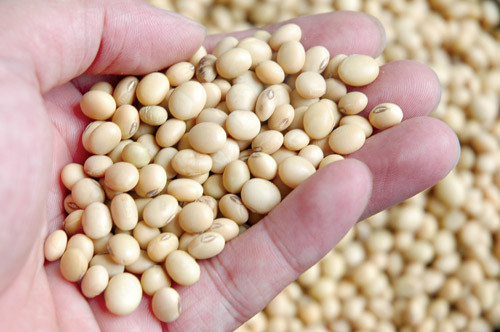 1er trimestre: forte hausse des importations d’aliments pour animaux ảnh 1 1er trimestre: forte hausse des importations d’aliments pour animaux ảnh 1