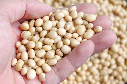 1er trimestre: forte hausse des importations d’aliments pour animaux ảnh 1