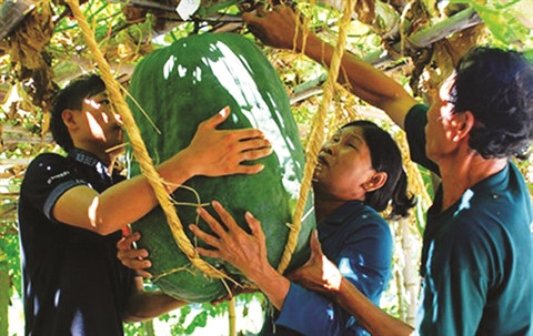 Des fruits et tubercules géants ảnh 3