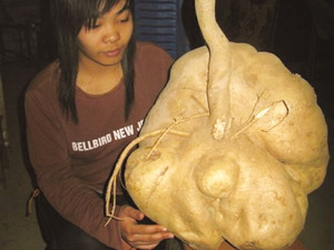 Des fruits et tubercules géants ảnh 4