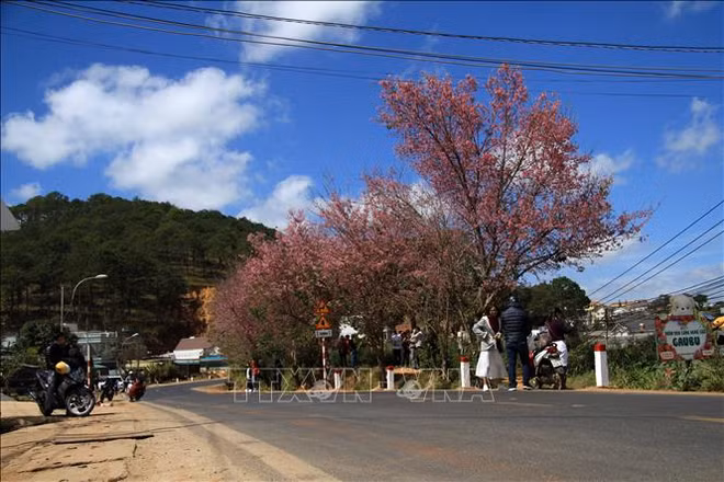 Les cerisiers illuminent la ville de Da Lat ảnh 1