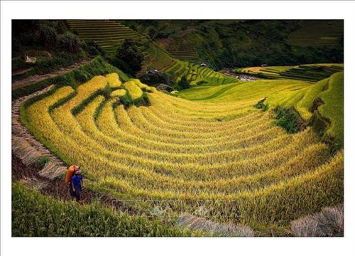 Festival de parapente de Mu Cang Chai ảnh 1 Festival de parapente de Mu Cang Chai ảnh 1