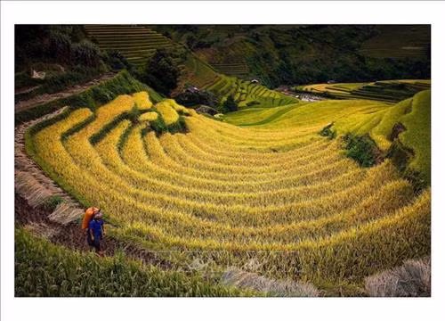Festival de parapente de Mu Cang Chai ảnh 1