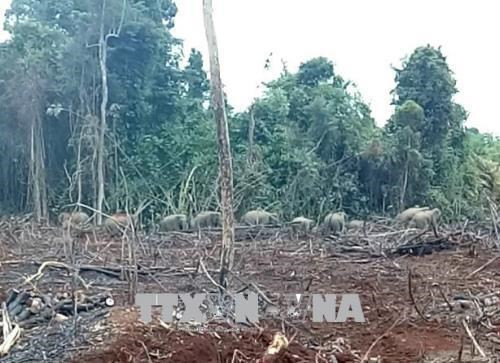 Dong Nai: les gardes-forestiers travaillent pour surveiller les éléphants affamés ảnh 1 Dong Nai: les gardes-forestiers travaillent pour surveiller les éléphants affamés ảnh 1
