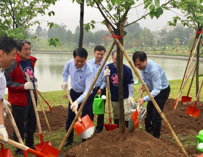 Plantation de 1.000 cerisiers du Japon dans le parc Hoa Binh à Hanoï ảnh 1 Plantation de 1.000 cerisiers du Japon dans le parc Hoa Binh à Hanoï ảnh 1