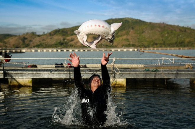 Développer l’élevage des esturgeons au Vietnam ảnh 1 Développer l’élevage des esturgeons au Vietnam ảnh 1