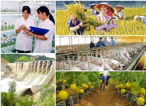 L'agriculture continue de croître malgré la peste porcine africaine ảnh 1