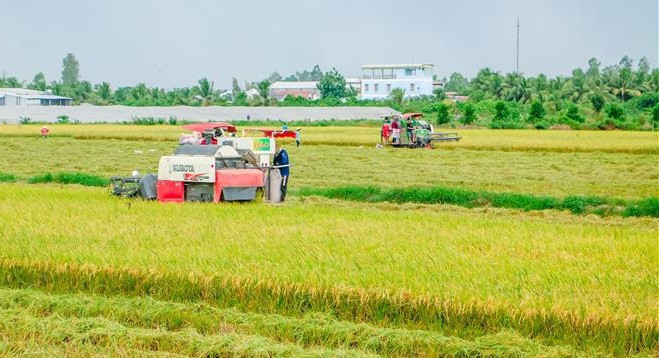 Proposition d’ouvrir une "voie verte" pour le transport de riz dans le delta du Mékong ảnh 1 Proposition d’ouvrir une "voie verte" pour le transport de riz dans le delta du Mékong ảnh 1