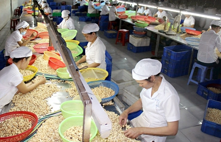 Les Etats-Unis, premier consommateur de noix de cajou du Vietnam ảnh 1 Les Etats-Unis, premier consommateur de noix de cajou du Vietnam ảnh 1