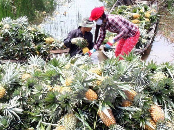 Agriculture: la R. de Corée cherche des opportunités d'investissement à Hau Giang ảnh 1 Agriculture: la R. de Corée cherche des opportunités d'investissement à Hau Giang ảnh 1