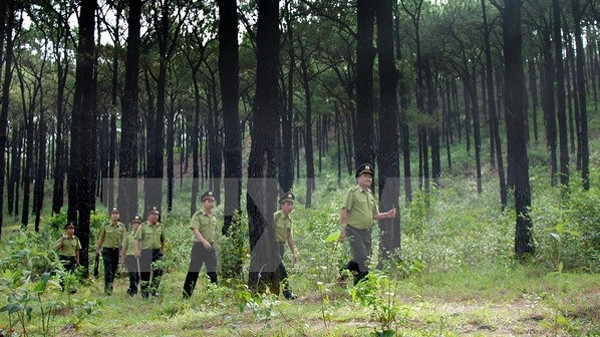 Pour protéger les forêts, Thua Thiên-Huê et l’USAID coopèrent dans le projet Truong Son Xanh ảnh 1 Pour protéger les forêts, Thua Thiên-Huê et l’USAID coopèrent dans le projet Truong Son Xanh ảnh 1