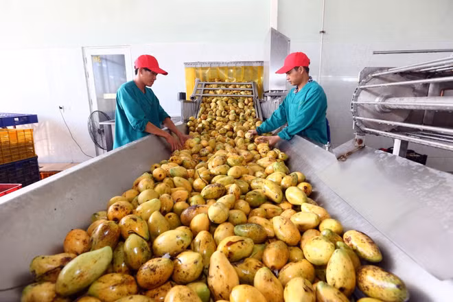 Sciences et technologies contribuent à l'augmentation de la productivité agricole ảnh 2 Sciences et technologies contribuent à l'augmentation de la productivité agricole ảnh 2