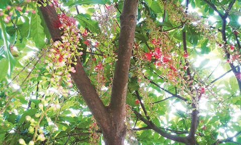 Les villageois-justiciers de la forêt centenaire à Siêu Quân ảnh 2
