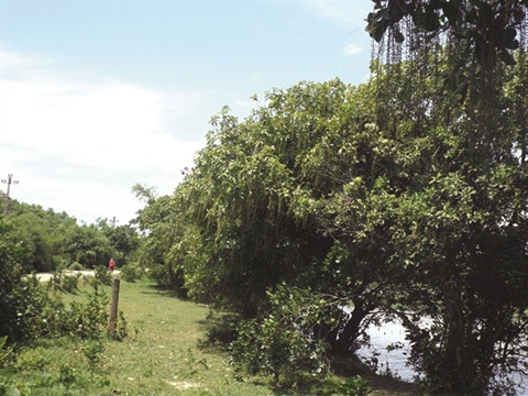 Les villageois-justiciers de la forêt centenaire à Siêu Quân ảnh 1