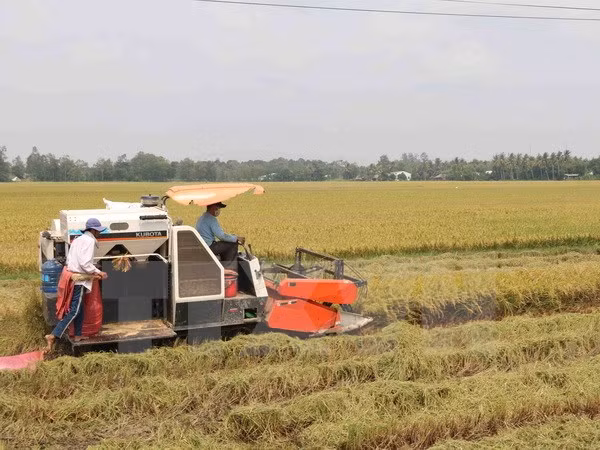 Bond des exportations nationales de riz en novembre ảnh 1