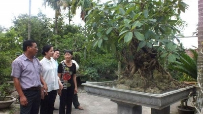 Rôle du secteur des animaux et plantes d'agrément dans l'agriculture ảnh 1 Rôle du secteur des animaux et plantes d'agrément dans l'agriculture ảnh 1