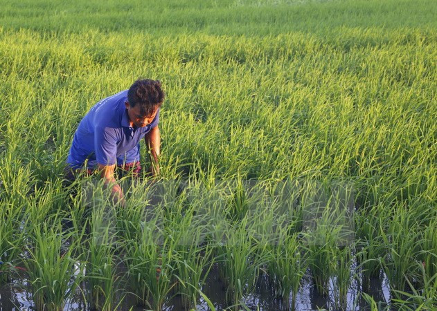 Vietnam et Pakistan promeuvent la coopération économique ảnh 1