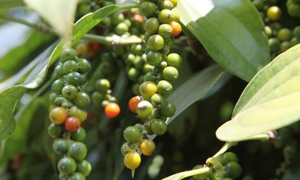 Poivre: les recettes d'exportation devraient atteindre 900 millions de dollars cette année ảnh 1 Poivre: les recettes d'exportation devraient atteindre 900 millions de dollars cette année ảnh 1