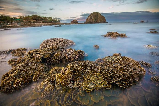 Phú Yên, une province littorale dotée de forts atouts touristiques ảnh 3 Phú Yên, une province littorale dotée de forts atouts touristiques ảnh 3