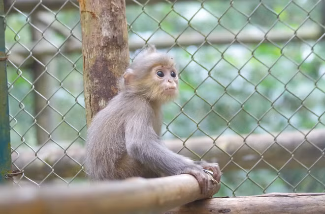 Ninh Binh : le Parc national de Cuc Phuong reçoit deux langurs gris ảnh 1