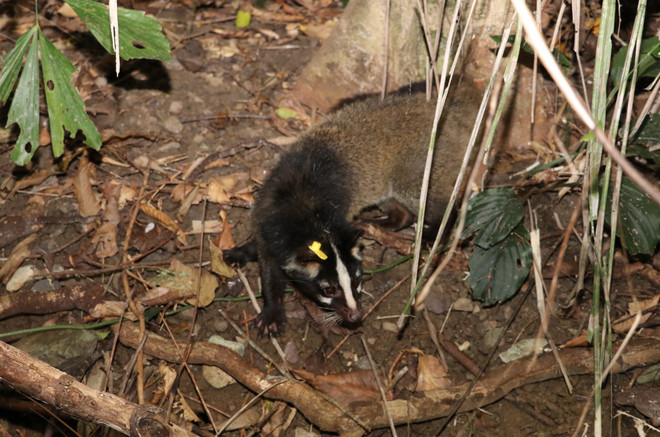 Le parc national de Cuc Phuong relâche 30 civettes masquées dans la nature ảnh 1 Le parc national de Cuc Phuong relâche 30 civettes masquées dans la nature ảnh 1