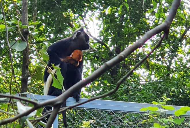 Naissance naturelle d'un Langur de Delacour au complexe paysager de Trang An (Ninh Binh) ảnh 2 Naissance naturelle d'un Langur de Delacour au complexe paysager de Trang An (Ninh Binh) ảnh 2