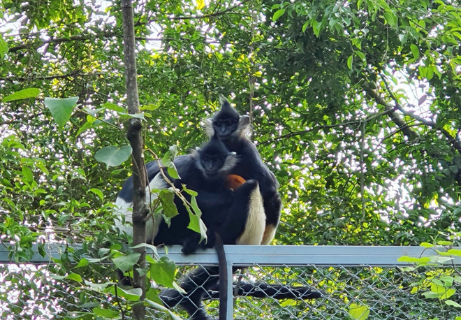 Naissance naturelle d'un Langur de Delacour au complexe paysager de Trang An (Ninh Binh) ảnh 1 Naissance naturelle d'un Langur de Delacour au complexe paysager de Trang An (Ninh Binh) ảnh 1