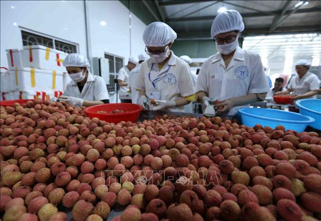 L’Europe du Nord, un marché prometteur pour les produits agricoles vietnamiens ảnh 2 L’Europe du Nord, un marché prometteur pour les produits agricoles vietnamiens ảnh 2