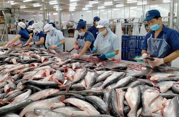 Évaluation initiale du FSIS sur la sécurité alimentaire du pangasius vietnamien ảnh 1 Évaluation initiale du FSIS sur la sécurité alimentaire du pangasius vietnamien ảnh 1