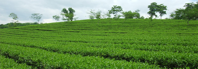 Le 3e Festival du thé de Thai Nguyên 2015 ảnh 1