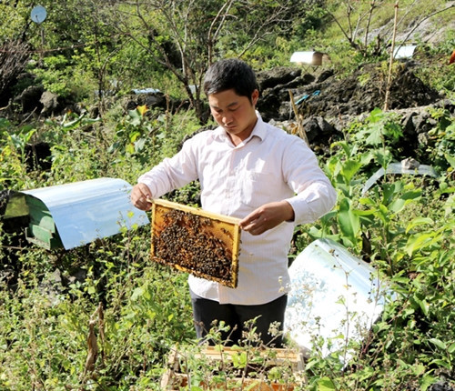 Hà Giang mise sur le maraîchage bio et l’apiculture ảnh 1