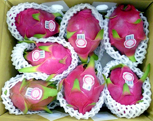 L’Australie donne son feu vert aux importations de fruits du dragon frais vietnamiens ảnh 1 L’Australie donne son feu vert aux importations de fruits du dragon frais vietnamiens ảnh 1