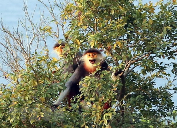 Plan d'action d'urgence pour protéger les primates de Thua Thien-Hue ảnh 1 Plan d'action d'urgence pour protéger les primates de Thua Thien-Hue ảnh 1