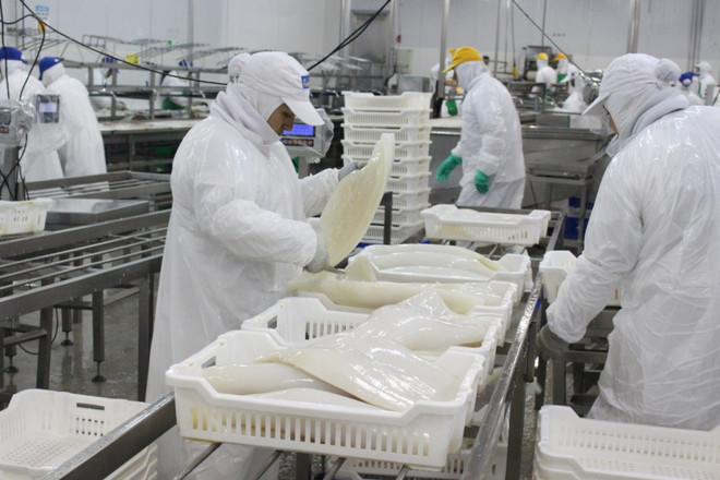 Les exportations nationales de céphalopodes poursuivent sur leur bonne lancée ảnh 1 Les exportations nationales de céphalopodes poursuivent sur leur bonne lancée ảnh 1