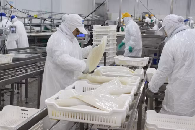 Les exportations nationales de céphalopodes poursuivent sur leur bonne lancée ảnh 1