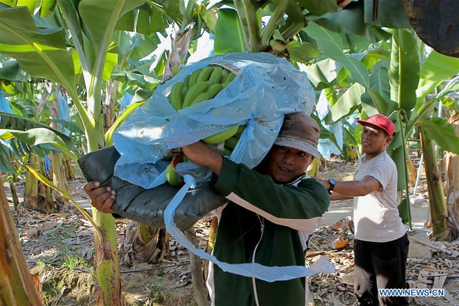 COVID-19 : Les producteurs de bananes des Philippines éprouvent des difficultés ảnh 1 COVID-19 : Les producteurs de bananes des Philippines éprouvent des difficultés ảnh 1