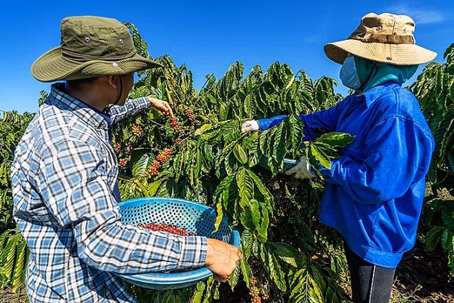 Le café vietnamien cherche à conquérir le marché mondial ảnh 1 Le café vietnamien cherche à conquérir le marché mondial ảnh 1