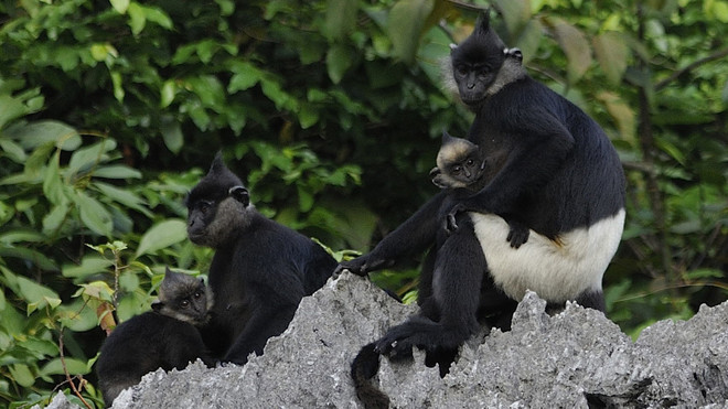 La deuxième plus grande population de langur de Delacour découverte au Vietnam ảnh 1 La deuxième plus grande population de langur de Delacour découverte au Vietnam ảnh 1
