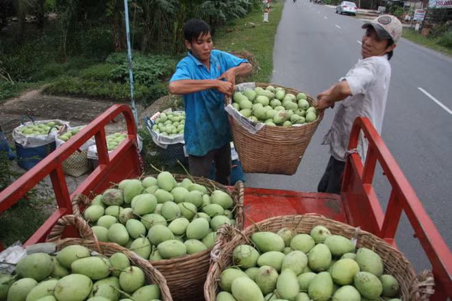 Bond des exportations nationales de fruits et légumes ảnh 1 Bond des exportations nationales de fruits et légumes ảnh 1