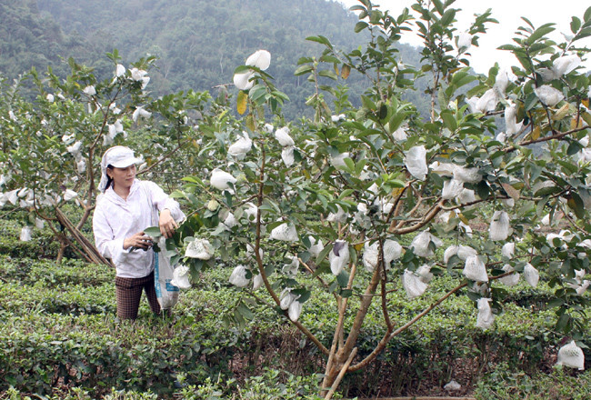 Près de 74 millions de dollars d’aides pour les paysans de Cao Bang et Bac Kan ảnh 1 Près de 74 millions de dollars d’aides pour les paysans de Cao Bang et Bac Kan ảnh 1